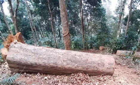 Hiện trường vụ phá rừng ở Kon Tum.