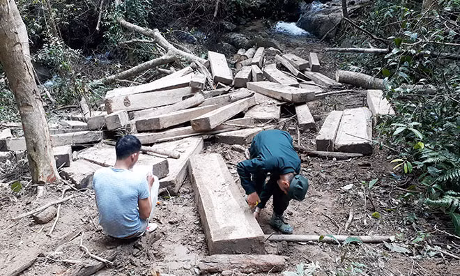 Bãi tập kết gỗ “khủng” nằm gần trạm bảo vệ rừng.