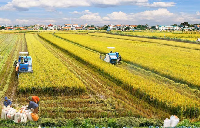 Đề xuất hỗ trợ người nông dân tích tụ ruộng đất.