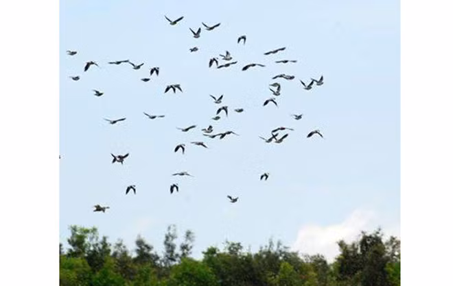 Hình tượng cánh chim trời đã đi vào thơ ca, nhạc họa - (Ảnh mang tính minh họa)