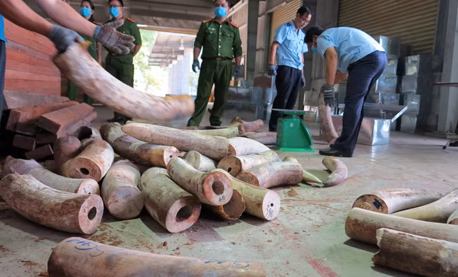 Hải quan Đà Nẵng phát hiện lô hàng hơn 9,1 tấn hàng hoá nghi ngà voi.