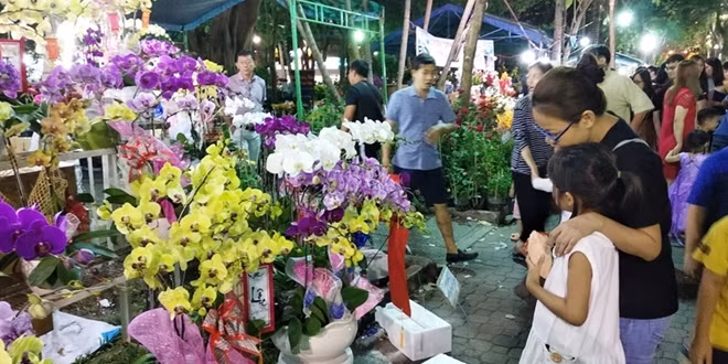 Các loại lan chưng tết hút khách hơn bông chậu