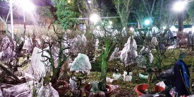Hàng chục gốc đào, có gốc trị giá cả chục triệu bị hư hỏng