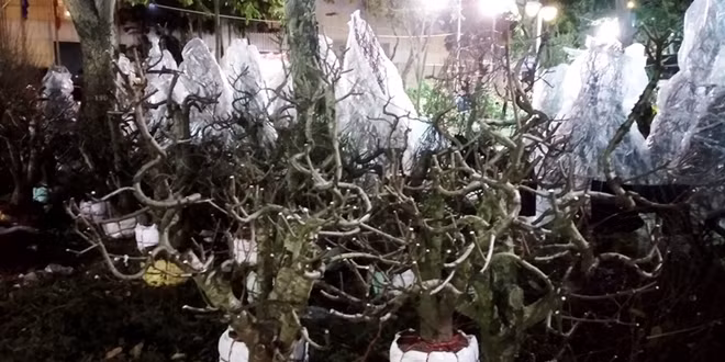 Nắng quá gắt khiến đào xứ lạnh không thể chịu nổi thời tiết bung nụ rồi héo nhanh