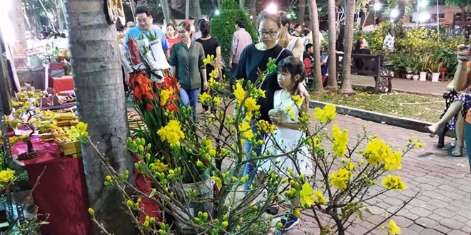 Mai vàng tại Công viên 23- dường như bung nụ nở hàng loạt do nắng quá gắt