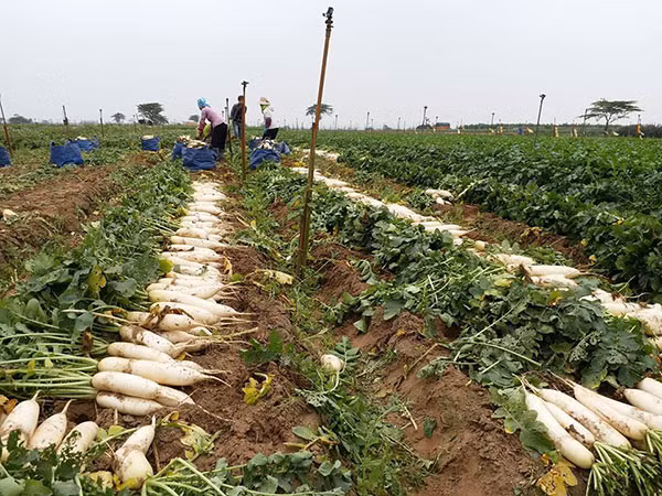 Củ cải dư thừa, giá tụt thê thảm của nông dân Tráng Việt, Mê Linh, Hà Nội.