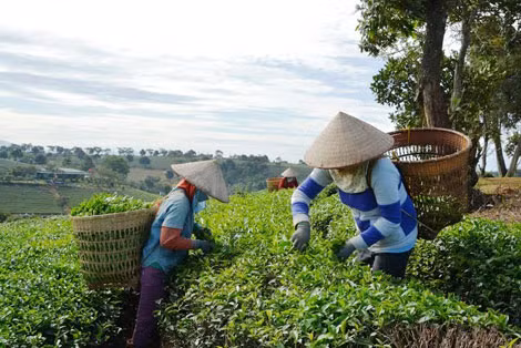 Thu hoạch chè ở Lâm Đồng.