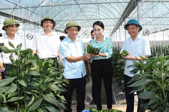 Đồng chí Hoàng Thị Thúy Lan, Ủy viên T.Ư Đảng, Bí thư Tỉnh ủy, Trưởng Đoàn ĐBQH khóa XIV của tỉnh và các đại biểu thăm quan mô hình sản xuất nông nghiệp trong nhà lưới ở thị trấn Hợp Hòa (Tam Dương).