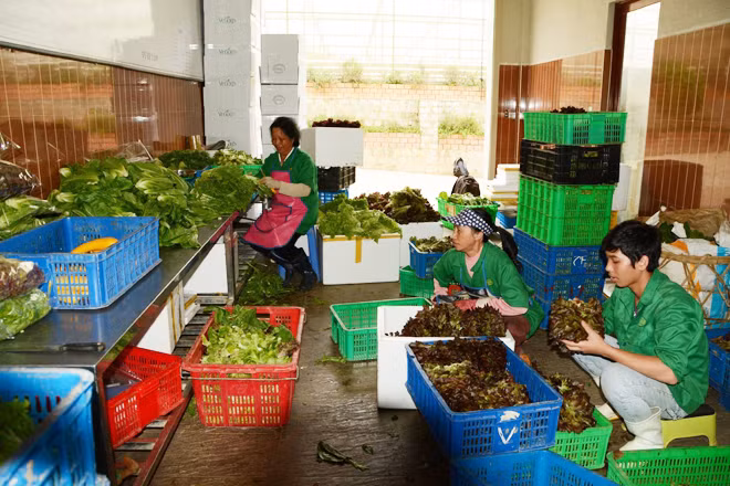 Những ngày gần Tết, giá rau tại Đà Lạt giảm mạnh.
