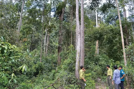 Quỹ Bảo vệ và Phát triển rừng góp phần tích cực vào công cuộc giữ rừng