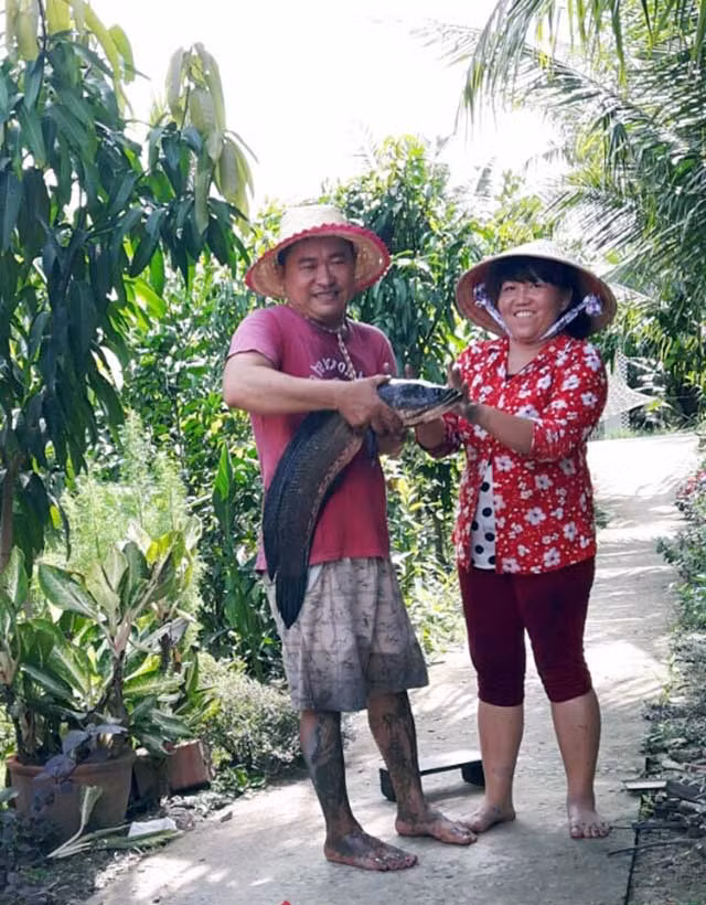 Con cá lóc đồng nặng gần 6,8kg.