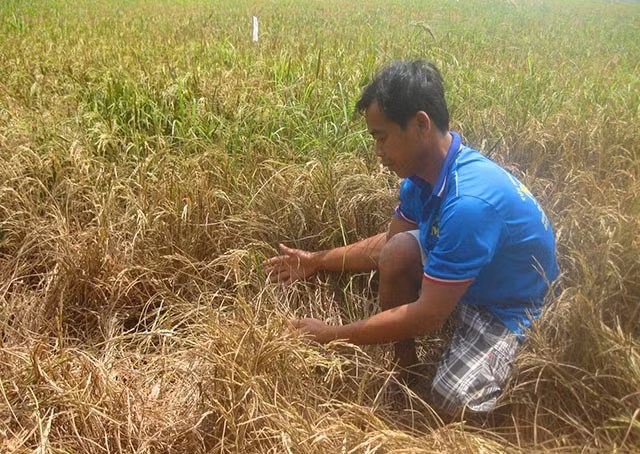Người dân trồng lúa tỉnh Kiên Giang bị ảnh hưởng nặng nề