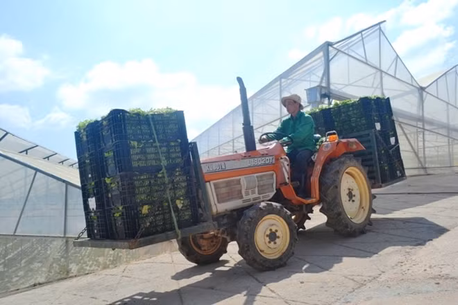 Theo ông Hiệu, mặc dù giá trị đầu tư cao nhưng với năng suất, chất lượng và giá bán ra cao hơn hẳn các loại rau được trồng theo phương pháp truyền thống nên chỉ trong thời gian ngắn là có thể thu hồi vốn đầu tư.