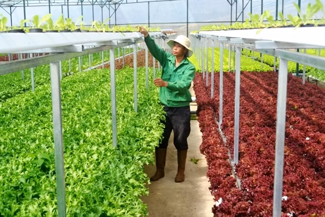 Để cho tầng rau dưới hấp thụ đủ ánh sáng, đủ điều kiện sinh trường và phát triển, các thanh giá thể ở tầng trồng rau phía trên được lắt đặt chỉ bằng 50% nhằm tạo ra sự thông thoáng.