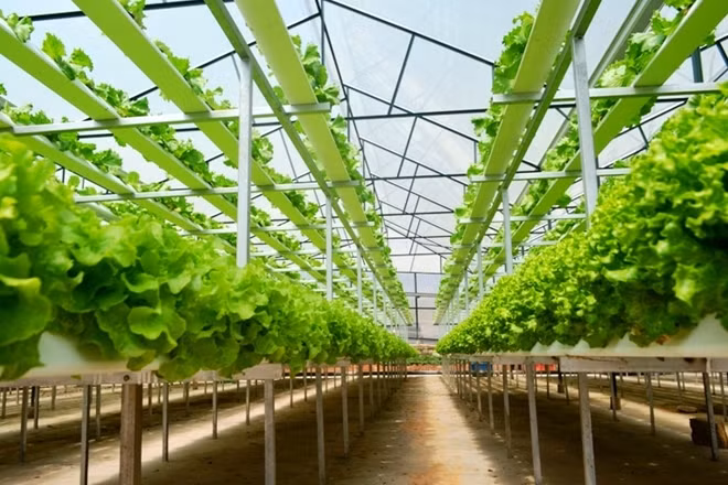 1.000m2 nhà kính trồng ray theo phương pháp thủy canh, được trang bị đầu đủ trang thiết bị ở công ty này có giá đầu tư lên tới 1,2 tỷ đồng.