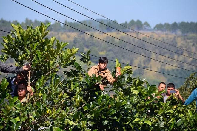 Nhiều người trèo lên ngọn cà phê để xem cho rõ hung thủ