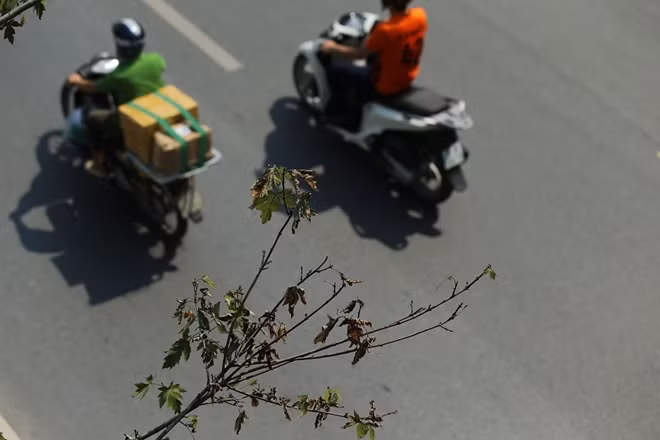 Ở những quốc gia ôn đới, vào mùa thu, lá cây phong chuyển màu đỏ hoặc cam rồi rụng khi đông đến. Tuy nhiên theo ghi nhận tại phố Trần Duy Hưng, lá cây phong chưa kịp chuyển đỏ đã khô héo.
