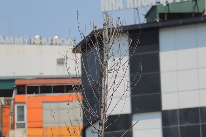 Chứng kiến hàng cây phong đang dần khô héo trên phố Trần Duy Hưng giữa tiết trời thu năm 2019, nhiều người không khỏi hụt hẫng khi ước vọng về một sắc màu châu Âu giữa lòng Hà Nội.