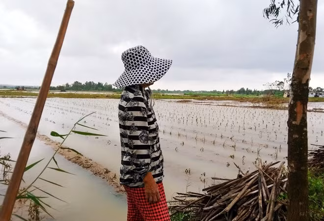 Bà Phạm Thị Tự buồn bã khi hơn 3 sào ớt bị chết rũ do ngập lụt.