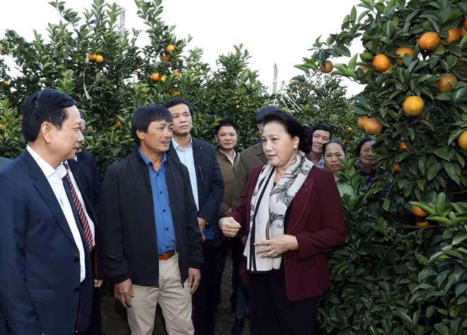 Chủ tịch Quốc hội Nguyễn Thị Kim Ngân thăm mô hình trồng cam tại xã Tây Phong, huyện Cao Phong. Ảnh: TTXVN