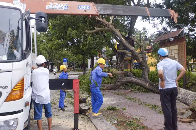Nhân viên công ty CP công trình công cộng Hội An phục dựng lại các cây xanh ngã đổ.