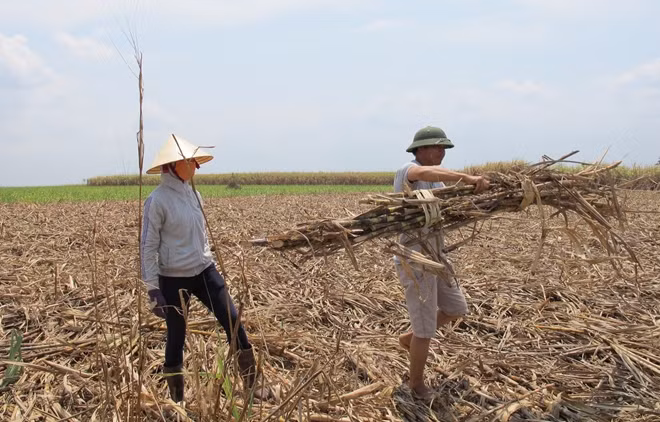Mía của người dân chặt bỏ đầy đồng nhưng không được nhà máy thu mua kịp thời dẫn đến bị khô héo.