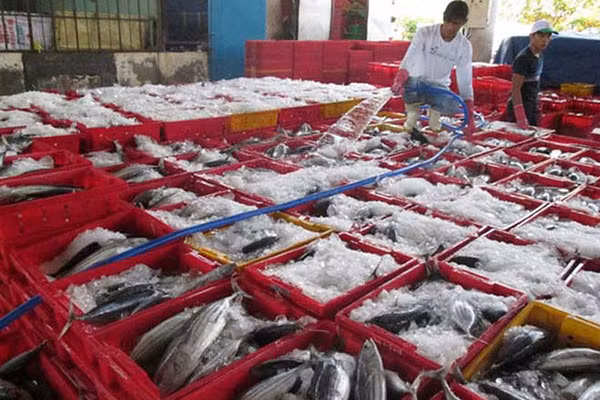 Thời gian qua, ngành thủy sản gặp khó khi xuất khẩu vào EU vì chưa tuân thủ đúng quy định về đánh bắt.
