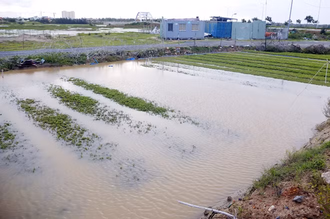 Nhiều diện tích hoa màu của bà con nông dân bị ngập nặng.
