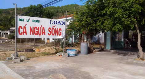 Những bảng quảng cáo cá ngựa trông rất bắt mắt.