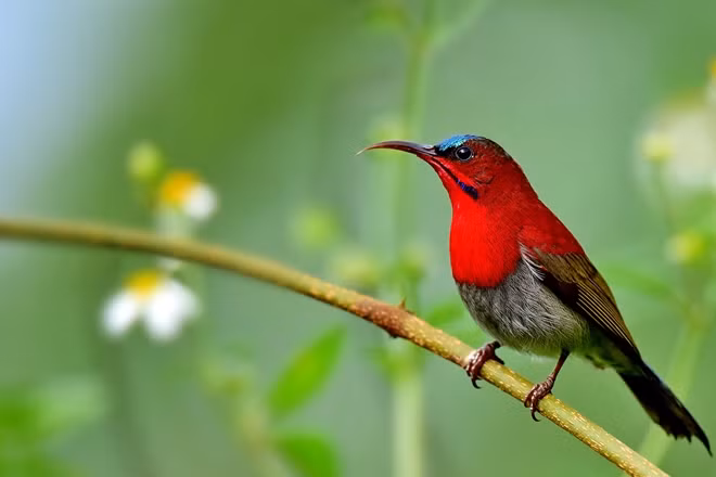 Nhiều loài động vật sinh sống trong rừng Sơn Trà. Ảnh Như Mai.