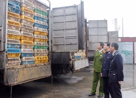 Một vụ buôn bán gia cầm lậu bị bắt giữ.