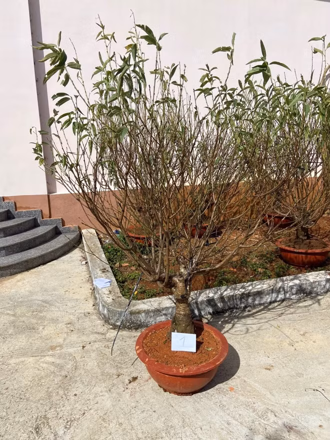 Đào Tết bị các đối tượng trộm cắp