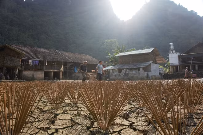 Hương sau khi làm xong được phơi ngay ra ngoài nắng, cắm trên đất.