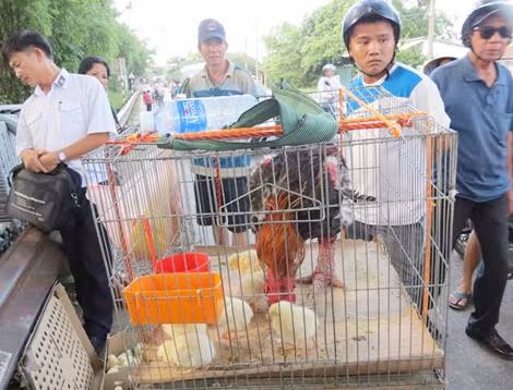 Số gà giống giả gà Đông Tảo của đối tượng Quang bị cơ quan chức năng phát hiện.