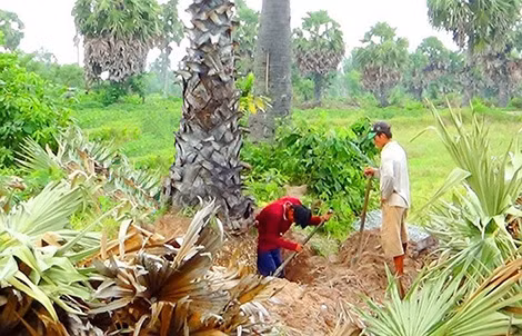 Đào cây thốt nốt để bán cho thương lái.