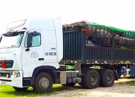 Một xe tải chất đầy cây thốt nốt chuẩn bị khởi hành.