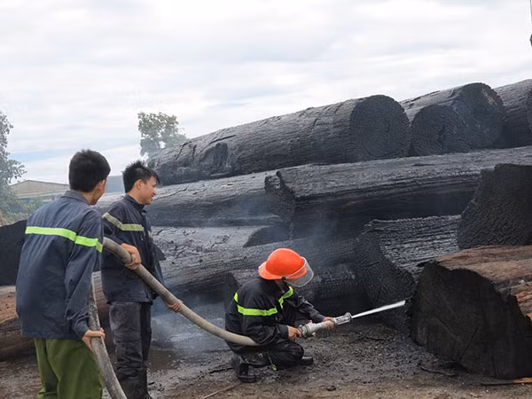 Hàng trăm cây gỗ lớn bị cháy hoàn toàn phần ngoài.