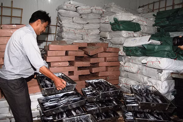 Số cá nục nhiễm chất phenol tại kho lạnh cơ sở kinh doanh cá Dũng Thuộc. Số cá nục nhiễm chất phenol tại kho lạnh cơ sở kinh doanh cá Dũng Thuộc.