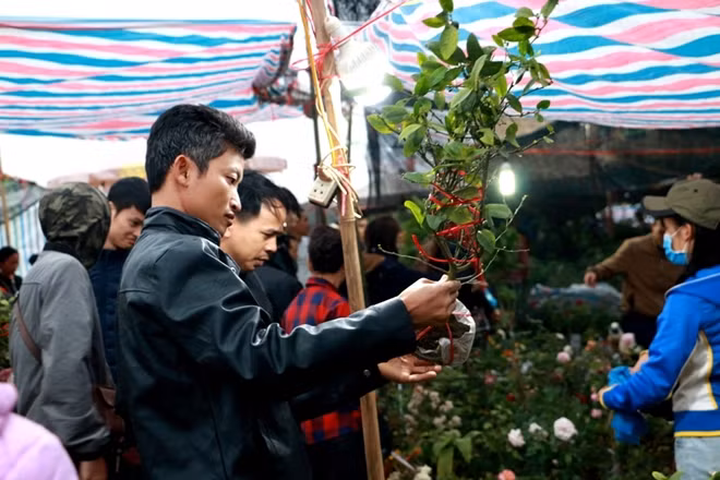 Nhiều người xếp thành hàng nối đuôi nhau di chuyển quanh các gian hàng, ai cũng mong muốn mình chọn mua được những cây cảnh có hoa, lộc đầu năm để mong mắn cho gia đình trong năm mới.