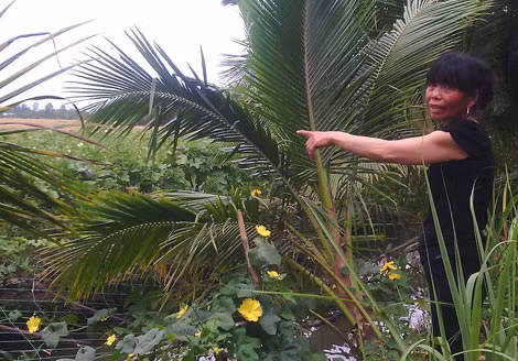 Trong vườn nhà bà trồng các loài rau. Trong vườn nhà bà trồng các loài rau.