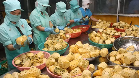 Nhiều nước đang đẩy mạnh xuất khẩu nông sản sang vùng Viễn Đông của Nga, trong đó có Việt Nam.