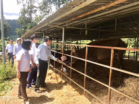 Chiều 2-10, cán bộ chức năng tỉnh Ninh Thuận khảo sát đàn bò lai đang nuôi nhốt để tìm phương án giải cứu. Ảnh: Bùi Phụ.