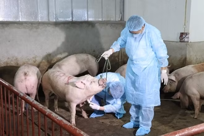 Đến thời điểm này, vẫn chưa có vaccine và thuốc điều trị đặc hiệu bệnh Dịch tả lợn Châu Phi.