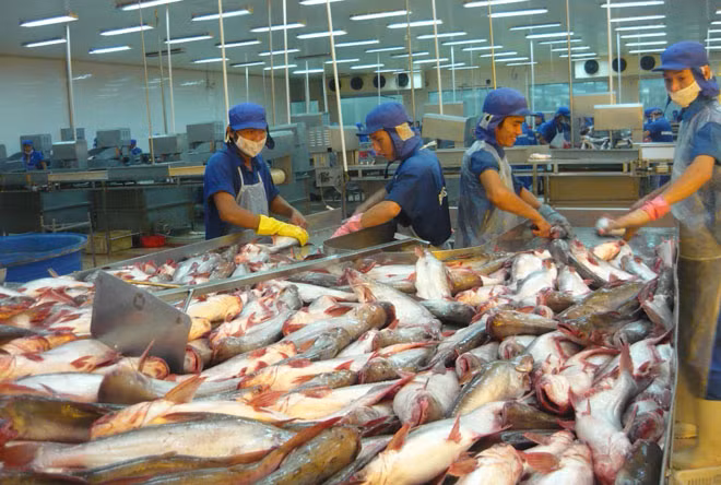 Chế biến cá tại một nhà máy thuộc KCN Trà Nóc 1.