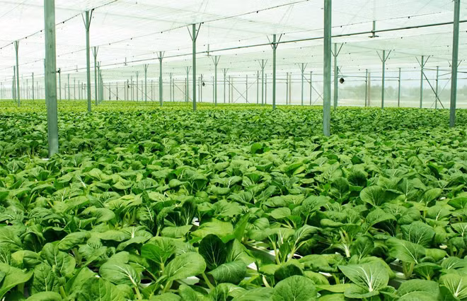 Sau 3 tháng thực hiện, chương trình liên kết 1.000 nông hộ sản xuất sạch của Công ty VinEco đã thu hút được sự tham gia của 250 hộ sản xuất đầu tiên thuộc các lĩnh vực Rau, Nấm, Gạo, Trái cây.