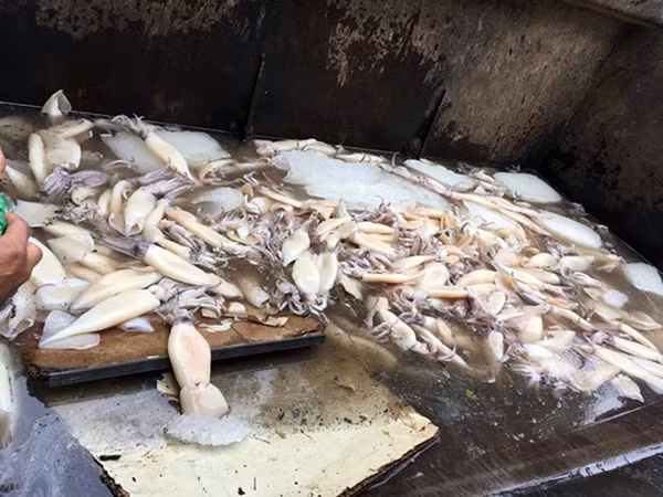 Mực nguyên con không nguồn gốc, hạn sử dụng được đưa vào chợ đầu mối tiêu thụ.