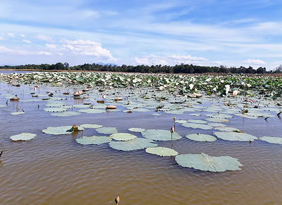 Đầm làng.