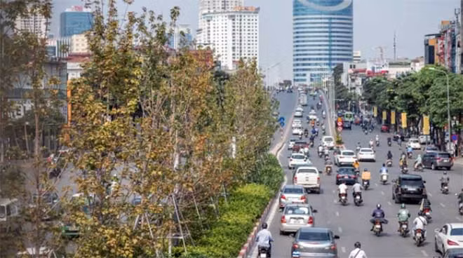 Hàng phong lá đỏ trên phố Nguyễn Chí Thanh. Hàng phong lá đỏ trên phố Nguyễn Chí Thanh.