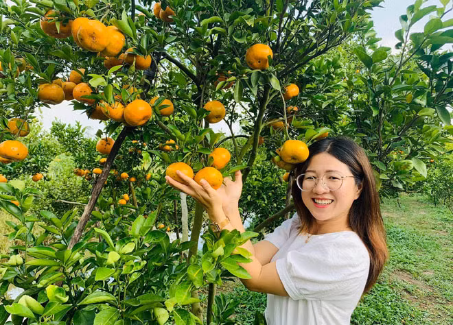 Nhiều nhà vườn quýt hồng mở cửa cho khách tham quan.