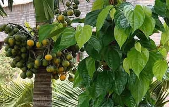 Hình ảnh trầu cau.